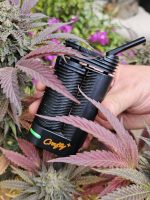 crafty plus nichigrower