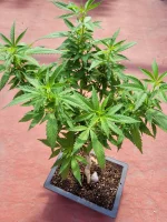 bonsai baby grower