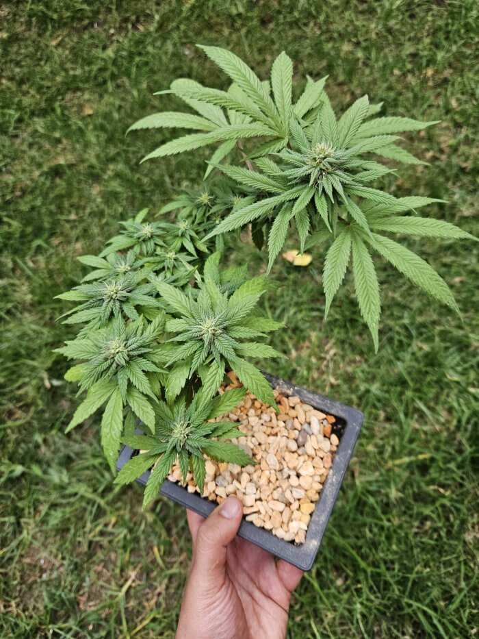 bonsai de marihuana